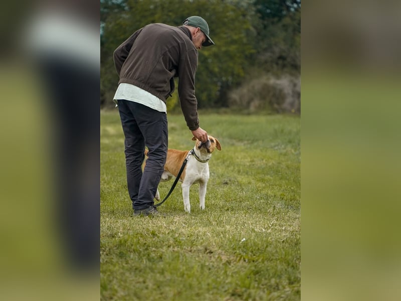 Charakterkopf Szepi für A/CH/NL/SWE