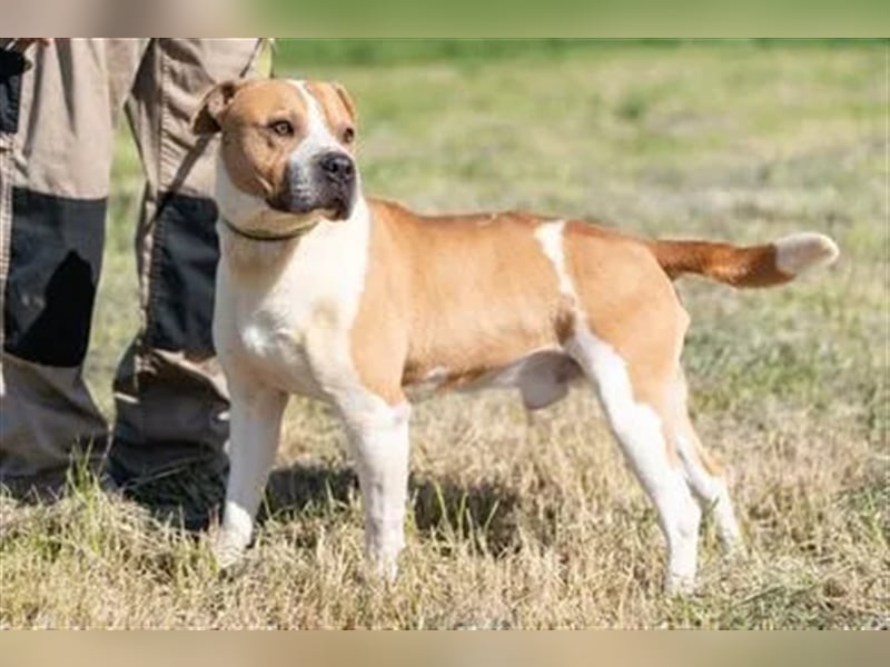 Charakterkopf Szepi für A/CH/NL/SWE