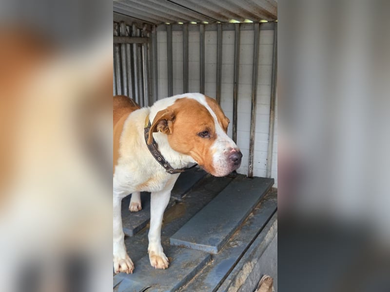 Charakterkopf Szepi für A/CH/NL/SWE