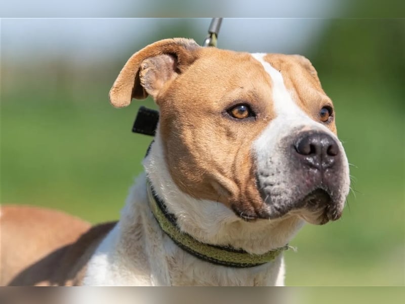 Charakterkopf Szepi für A/CH/NL/SWE