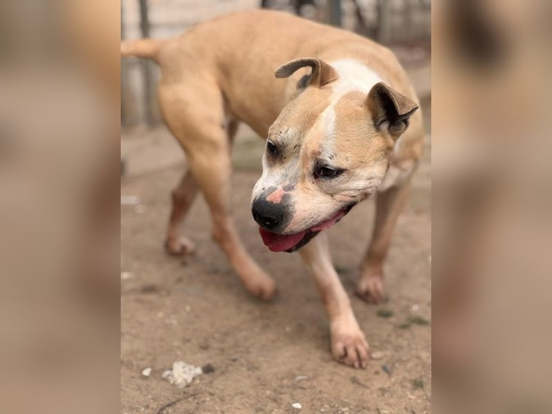 Molly, lieb mit Menschen sucht Rasseliebhaber