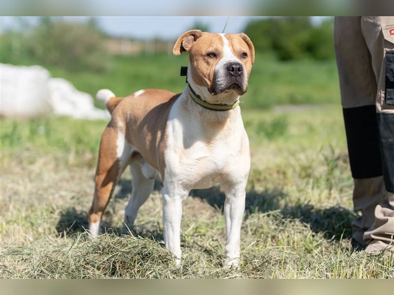 Charakterkopf Szepi für A/CH/NL/SWE