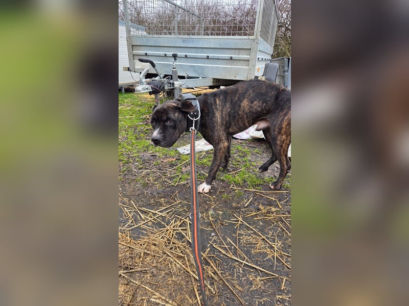 Johnny, AmStaff hofft auf liebevolle Familie