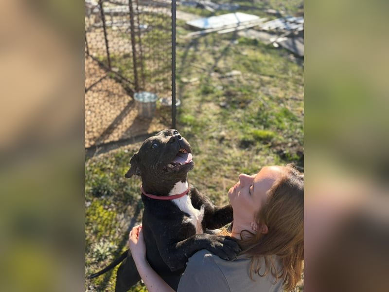 Pilango, aktives Krafpaket sucht sportliche Menschen