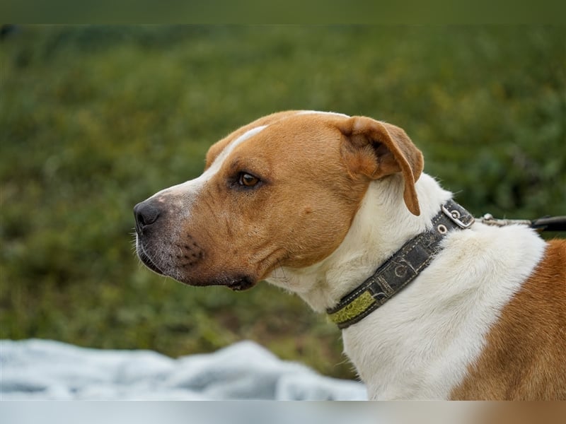 Charakterkopf Szepi für A/CH/NL/SWE
