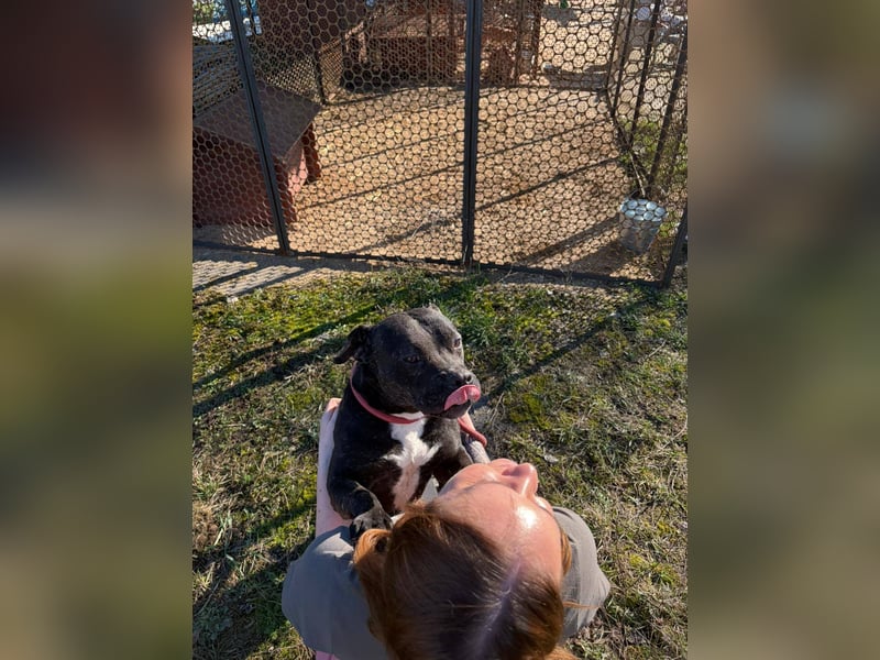 Pilango, aktives Krafpaket sucht sportliche Menschen