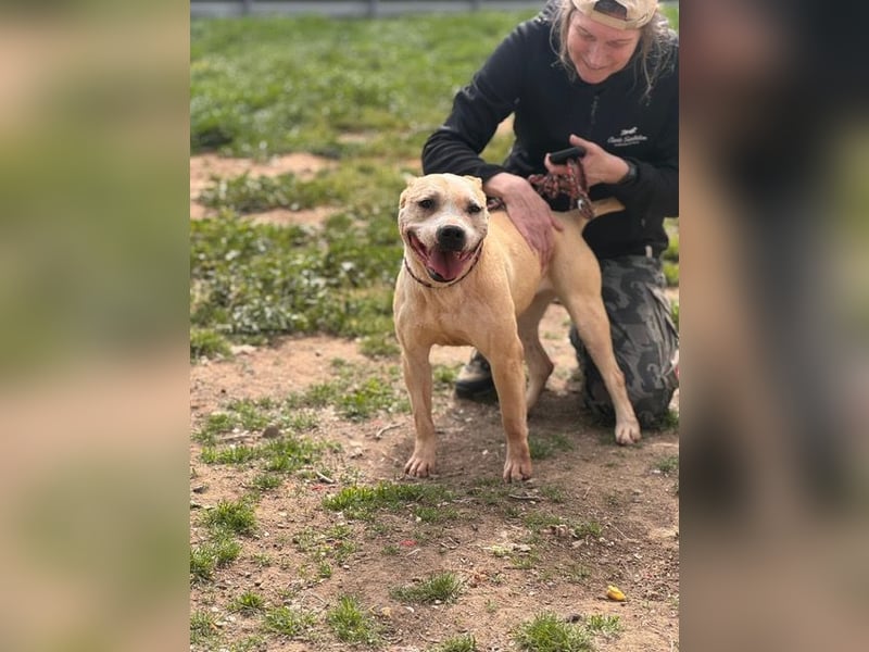 Molly, lieb mit Menschen sucht Rasseliebhaber