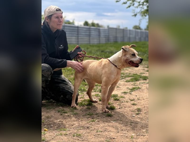 Molly, lieb mit Menschen sucht Rasseliebhaber
