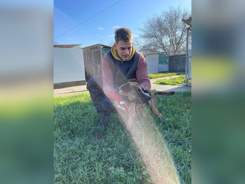 Cherry, sucht aktive Menschen, Vermittlung nur nach CH,SWE,NL o. A