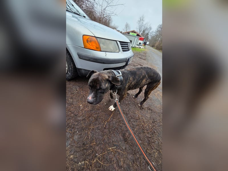Johnny, AmStaff hofft auf liebevolle Familie