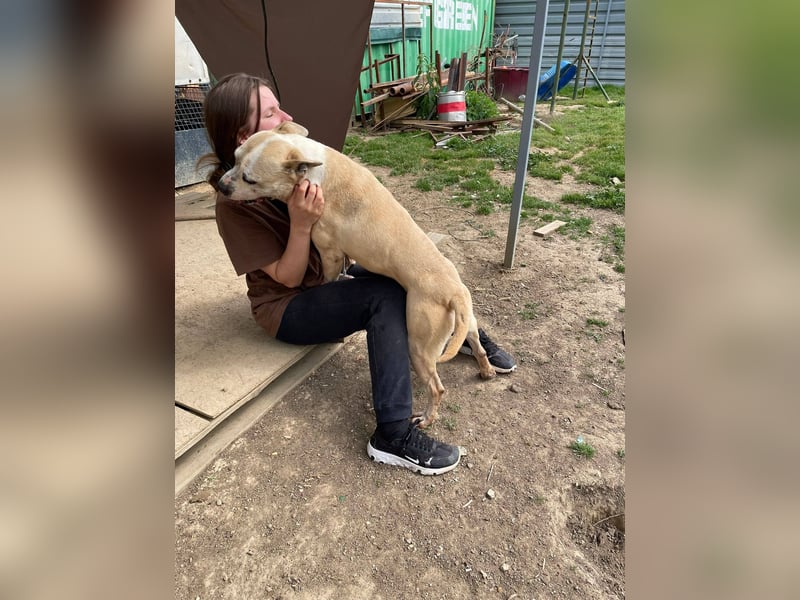 Molly, lieb mit Menschen sucht Rasseliebhaber