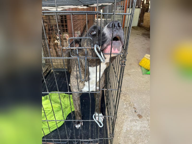 Johnny, AmStaff hofft auf liebevolle Familie