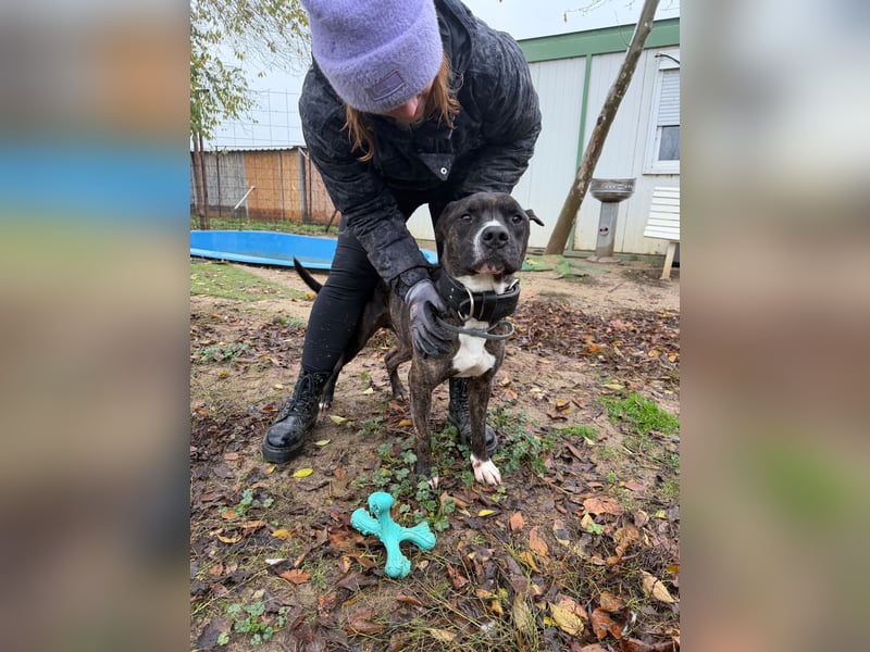 Johnny, AmStaff hofft auf liebevolle Familie