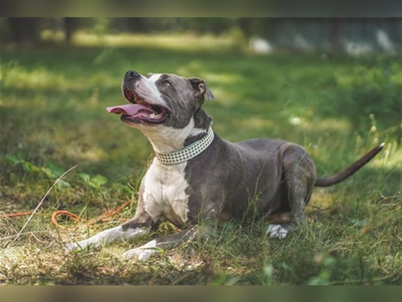 Tony, Am. Staffordshire-Pittbull Terrier-Mix, geb. 2013, Kraftpaket su. Kenner mit Führungsqualitäte