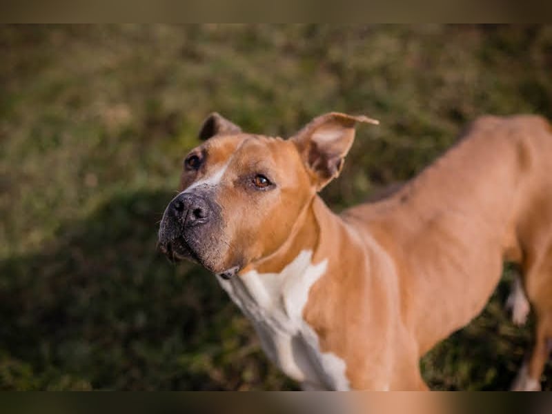 HANNI - die hübsche Maus kann doch nichts dafür dass sie ein Listenhund ist :-(