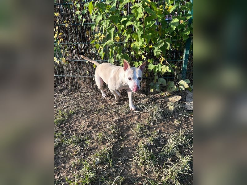 TSUNAMI - wer zeigt der menschenbezogenen, lieben Maus wie schön ein Hundeleben sein kann?
