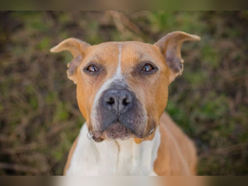 HANNI - die hübsche Maus kann doch nichts dafür dass sie ein Listenhund ist :-(