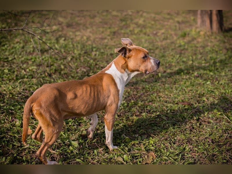 HANNI - die hübsche Maus kann doch nichts dafür dass sie ein Listenhund ist :-(