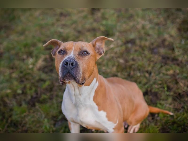 HANNI - die hübsche Maus kann doch nichts dafür dass sie ein Listenhund ist :-(
