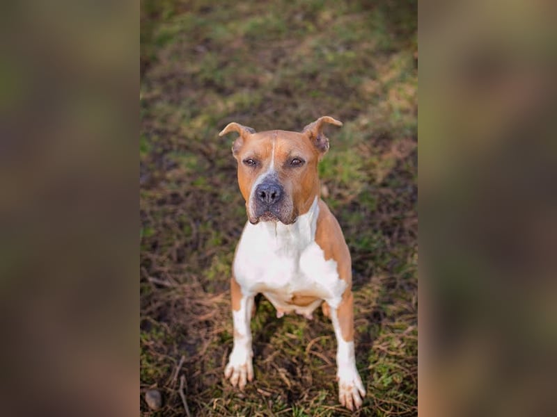 HANNI - die hübsche Maus kann doch nichts dafür dass sie ein Listenhund ist :-(