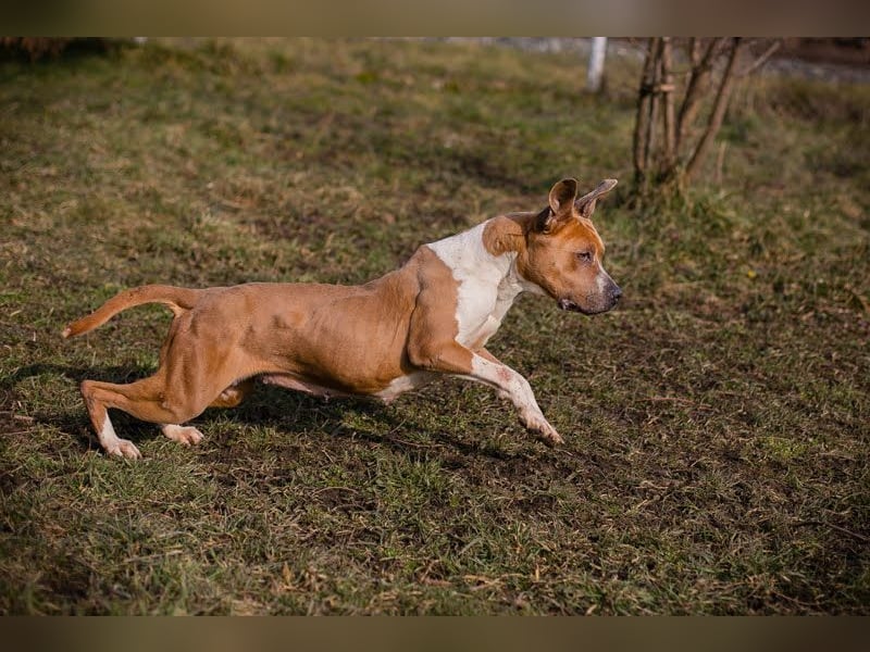 HANNI - die hübsche Maus kann doch nichts dafür dass sie ein Listenhund ist :-(