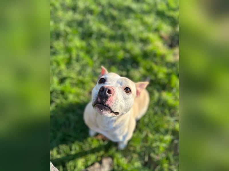 TSUNAMI - wer zeigt der menschenbezogenen, lieben Maus wie schön ein Hundeleben sein kann?