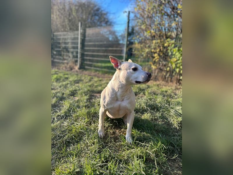 TSUNAMI - wer zeigt der menschenbezogenen, lieben Maus wie schön ein Hundeleben sein kann?