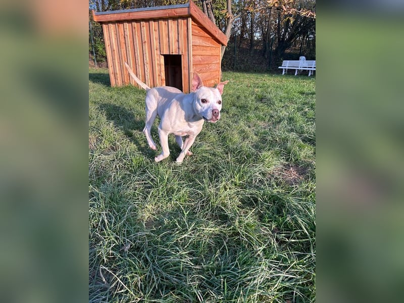 TSUNAMI - wer zeigt der menschenbezogenen, lieben Maus wie schön ein Hundeleben sein kann?