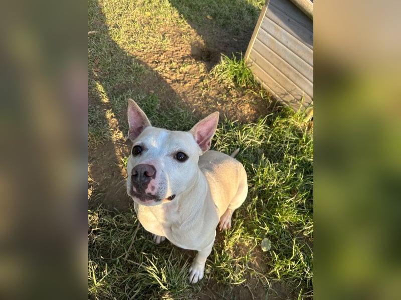 TSUNAMI - wer zeigt der menschenbezogenen, lieben Maus wie schön ein Hundeleben sein kann?