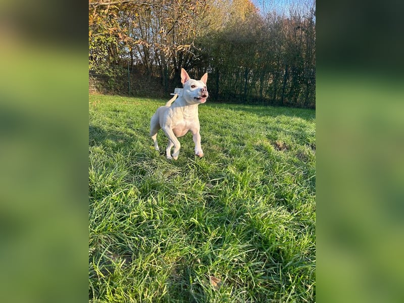 TSUNAMI - wer zeigt der menschenbezogenen, lieben Maus wie schön ein Hundeleben sein kann?