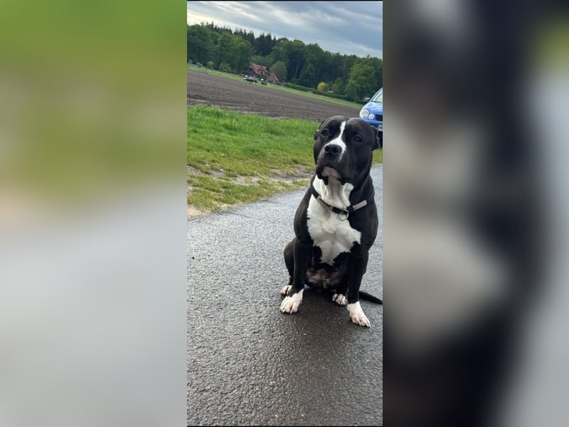 Amstaff mix