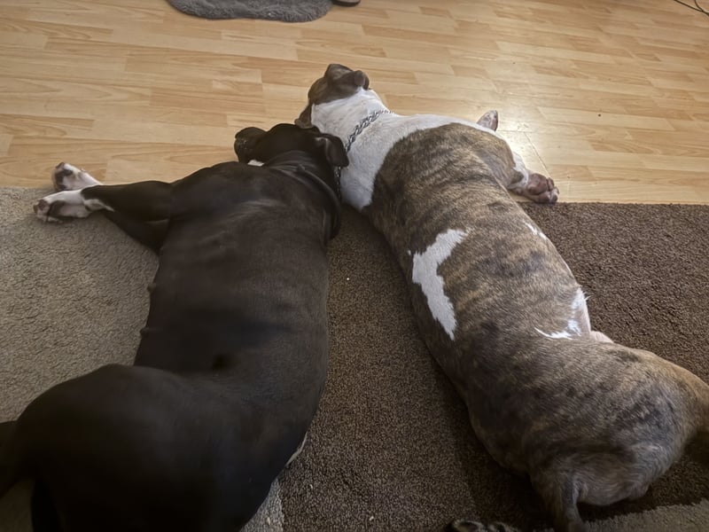 Amstaff mix