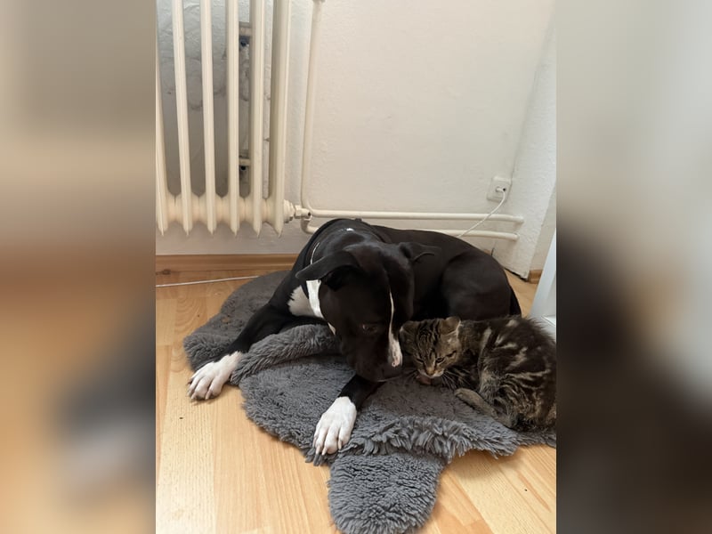 Amstaff mix