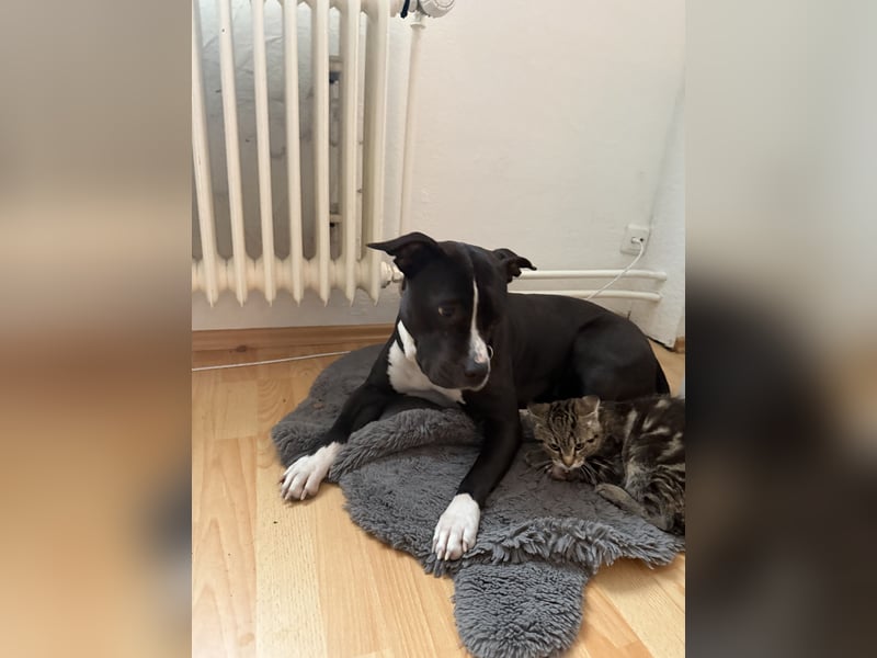 Amstaff mix