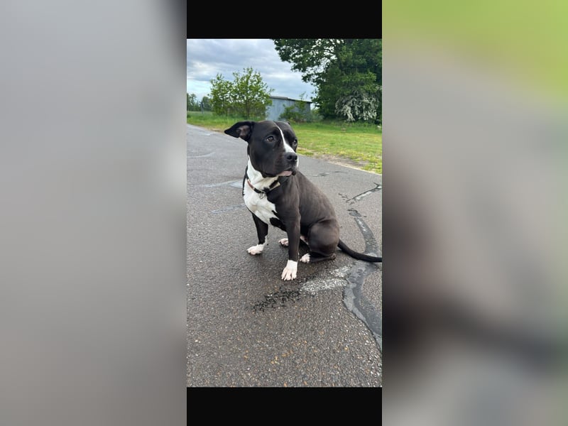Amstaff mix