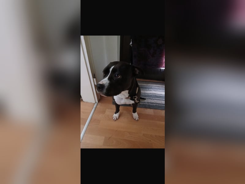 Amstaff mix