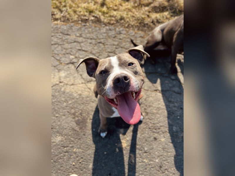 Amstaff Mix