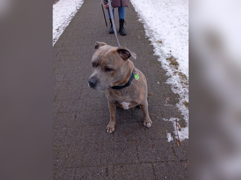 Amstaff/Staffordshire -Mix