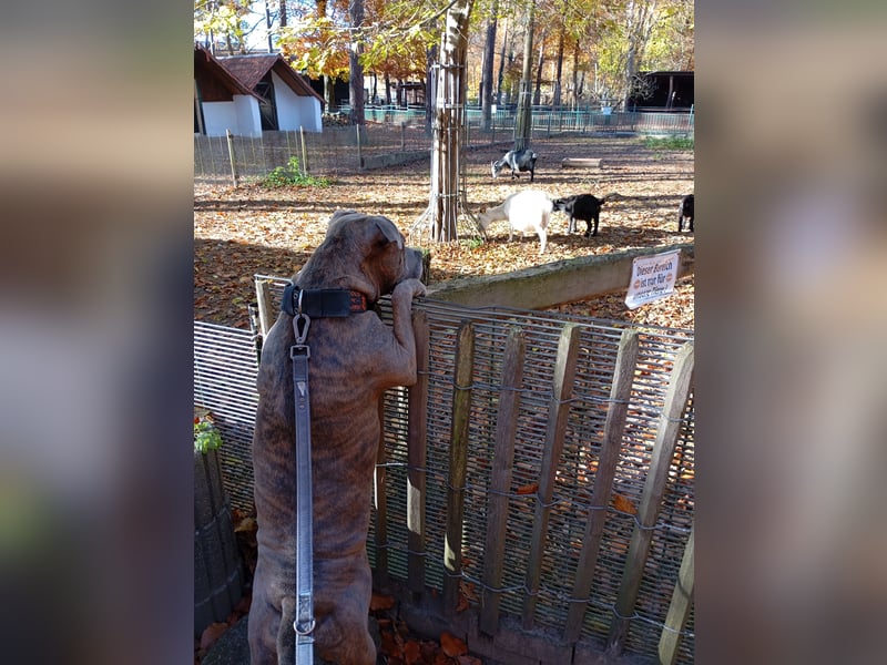 Amstaff/Staffordshire -Mix