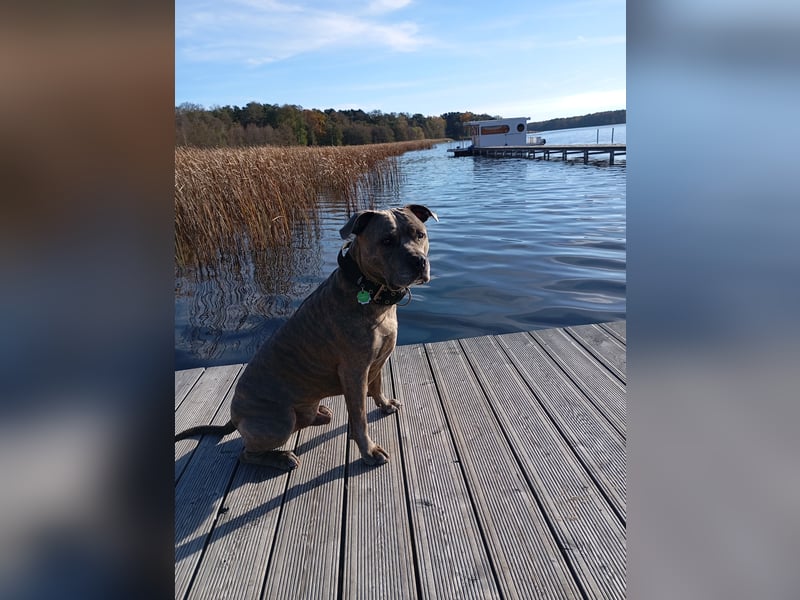 Amstaff/Staffordshire -Mix