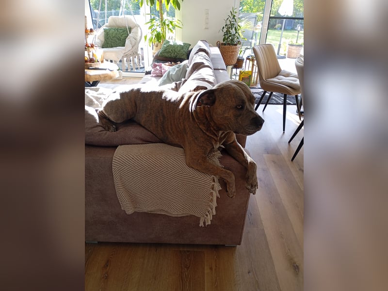 Amstaff/Staffordshire -Mix