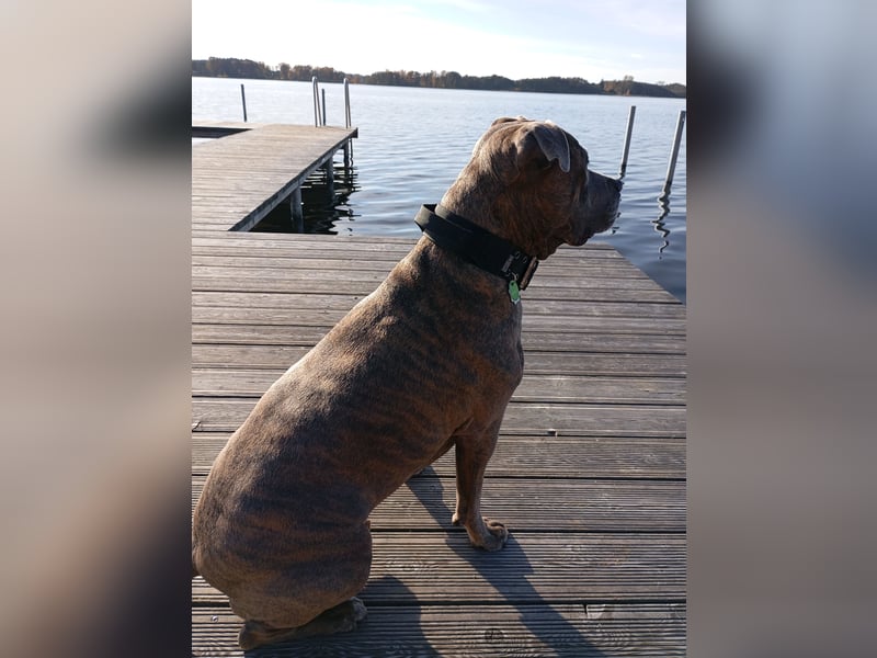 Amstaff/Staffordshire -Mix