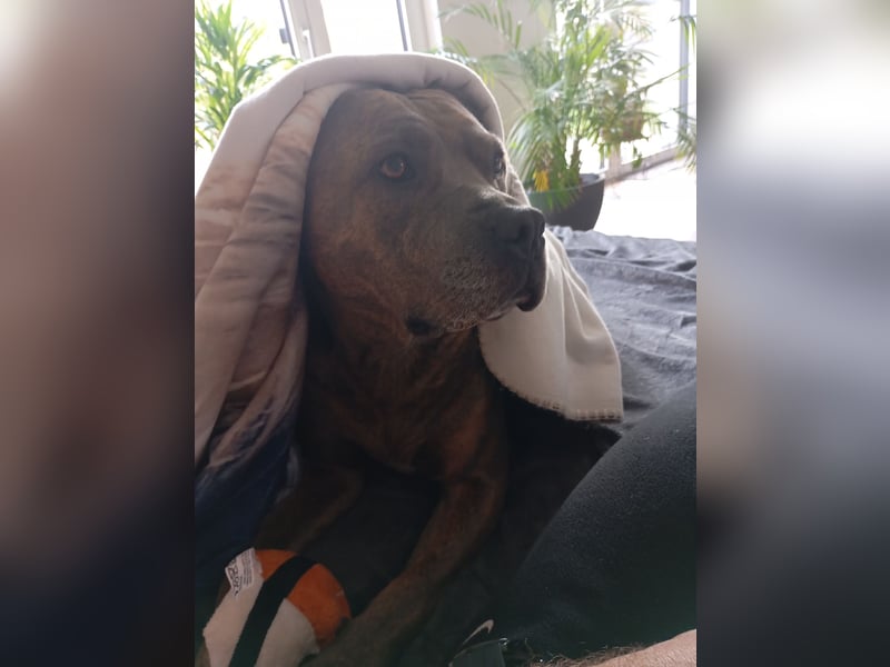 Amstaff/Staffordshire -Mix