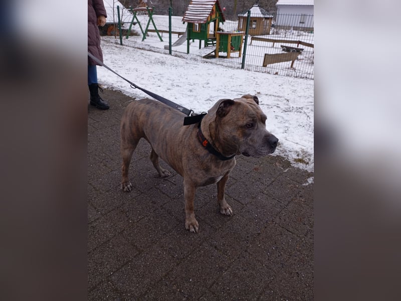 Amstaff/Staffordshire -Mix