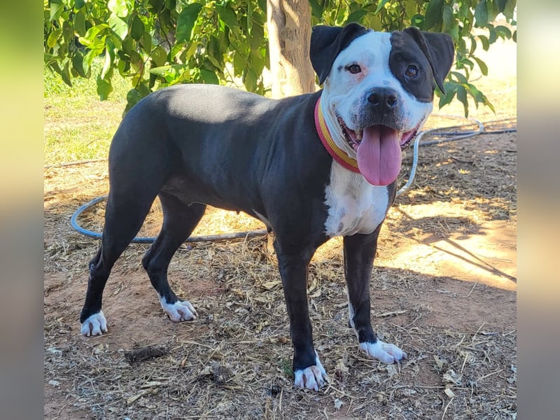 SALOME – treu, fröhlich und voller Liebe