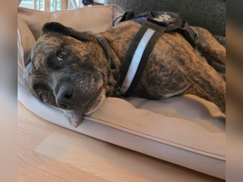 BRODY – Gute Laune auf vier Beinen