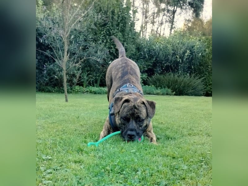 BRODY – Gute Laune auf vier Beinen