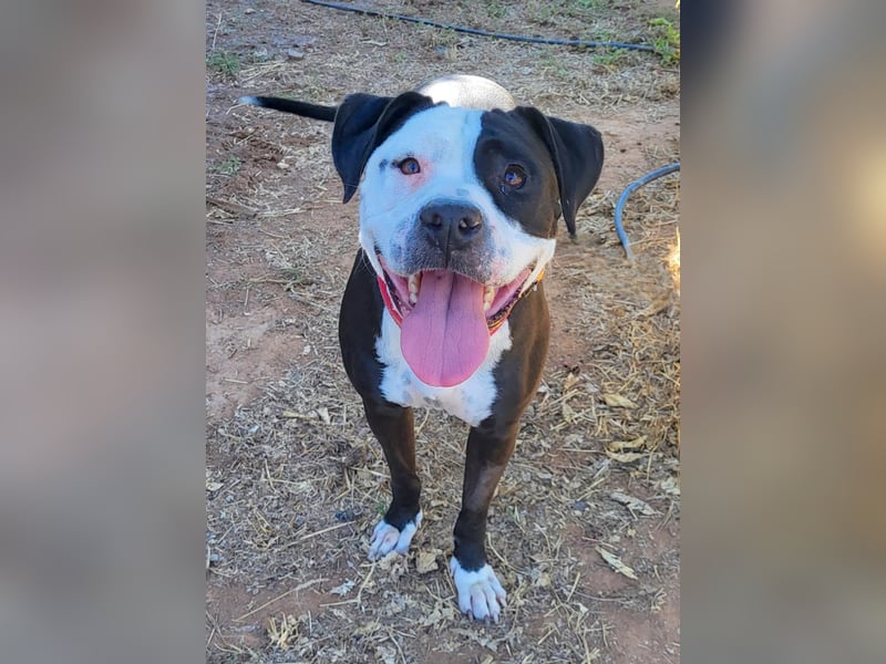 SALOME – treu, fröhlich und voller Liebe