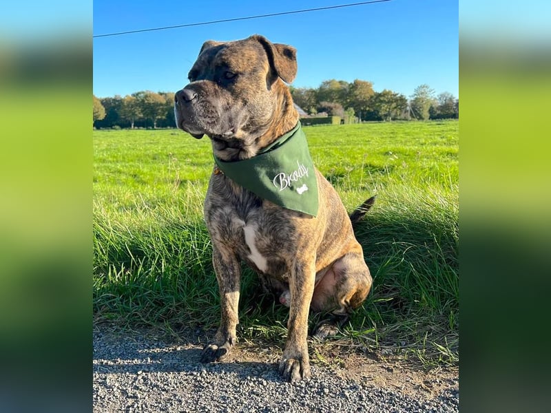 BRODY – Gute Laune auf vier Beinen