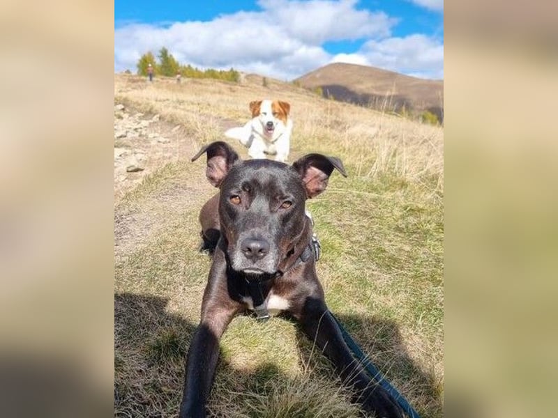 BRUNO - fröhlicher "Österreicher" sucht sein Zuhause